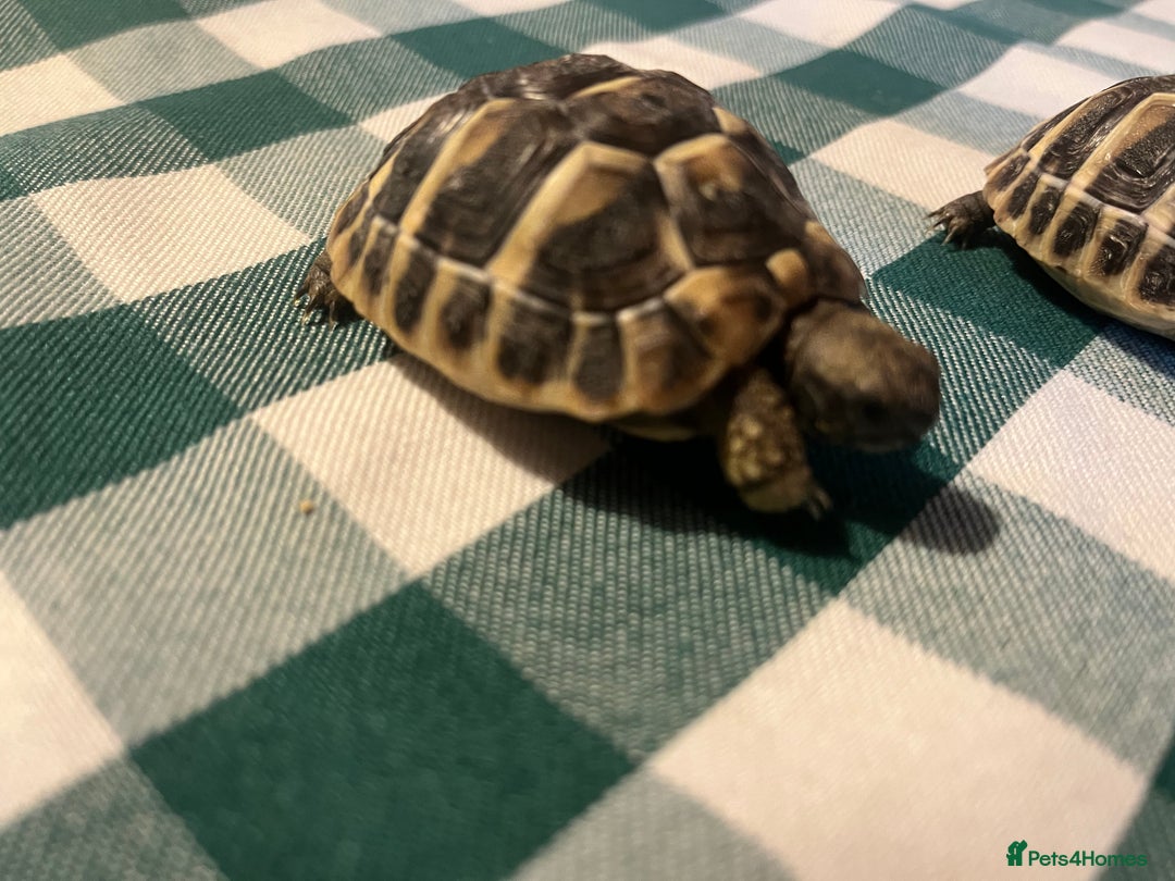 Tortoise reptiles for sale: Baby Tortoises Herman & Marginates - Image 7