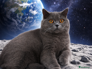 British Shorthair cats British Shorthair Stud - Advert 8