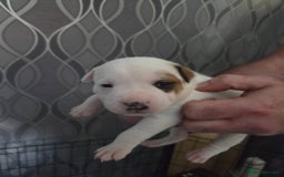 Staffordshire Bull Terrier dogs for sale: Staffordshire pups - Image 5