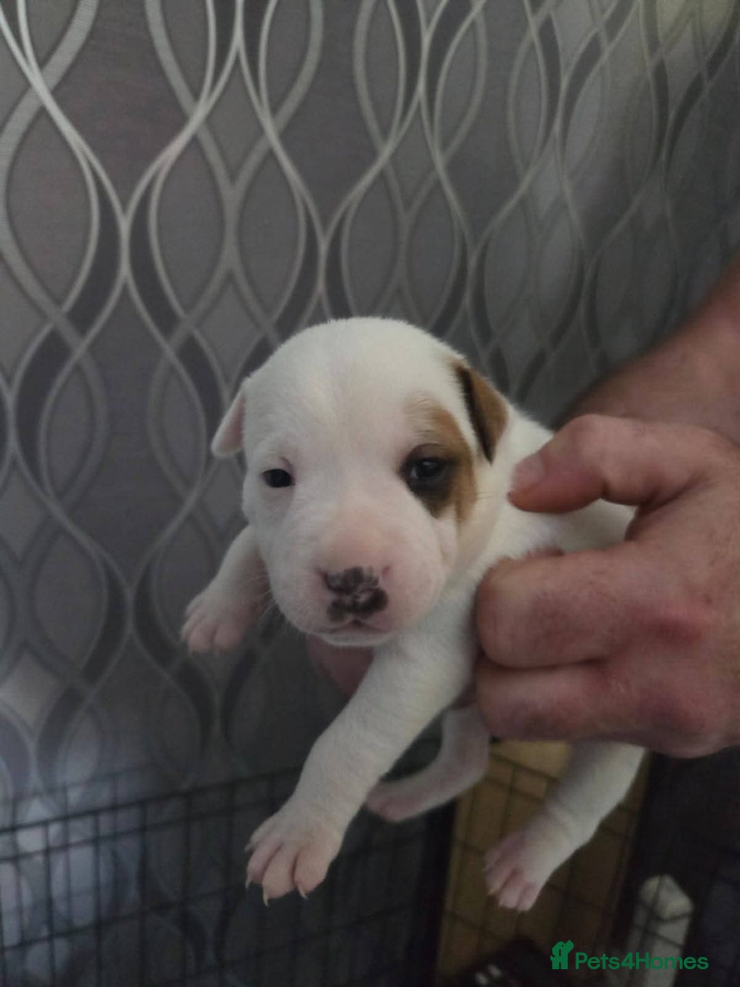 Staffordshire Bull Terrier dogs for sale: Staffordshire pups - Image 5