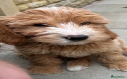 Mini Goldendoodle dogs for sale: F1 miniature golden doodle puppies  - Image 9