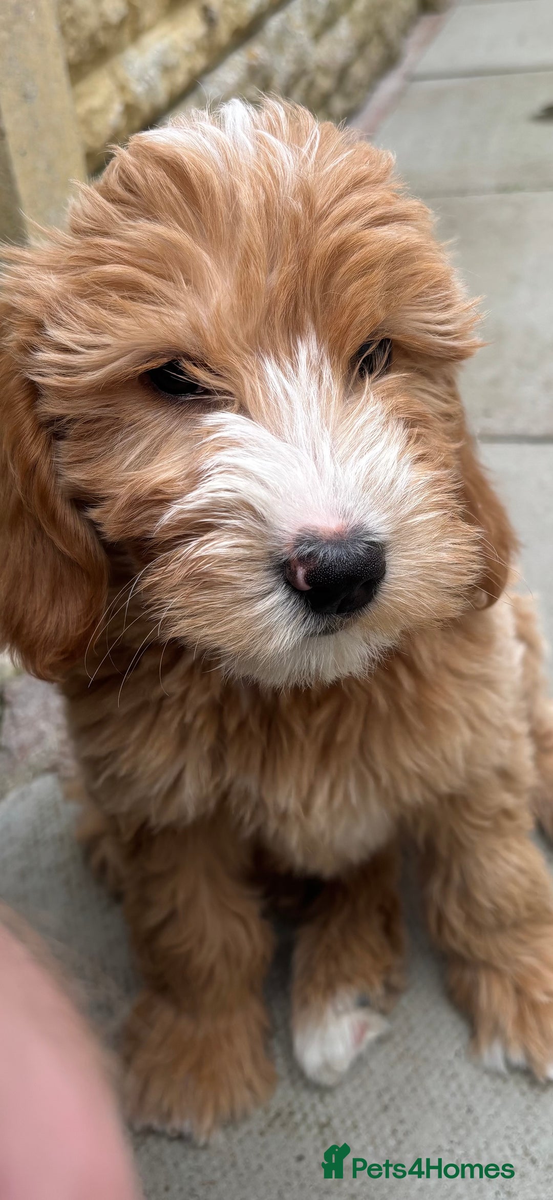 Mini Goldendoodle dogs for sale: F1 miniature golden doodle puppies  - Image 9