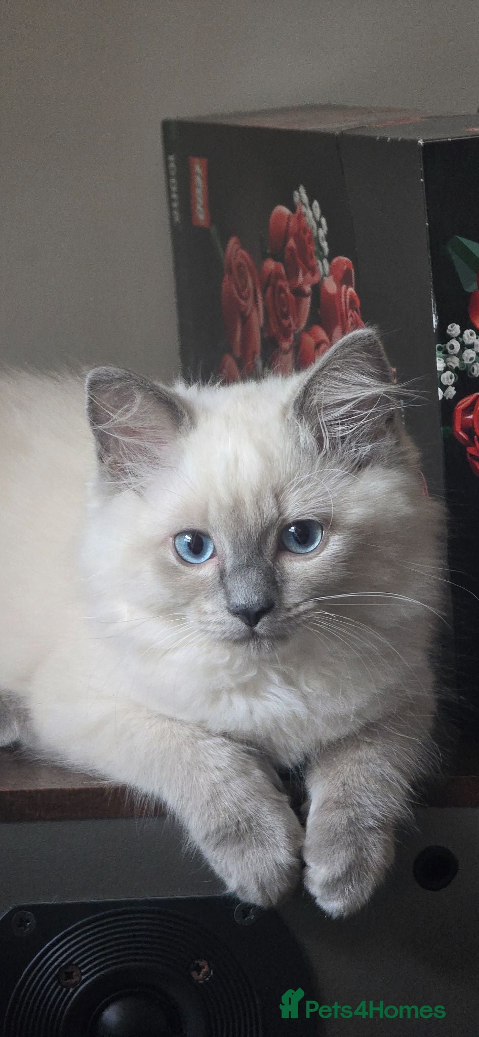 Ragdoll cats Ragdoll/Siberian mix kittens - Advert 1