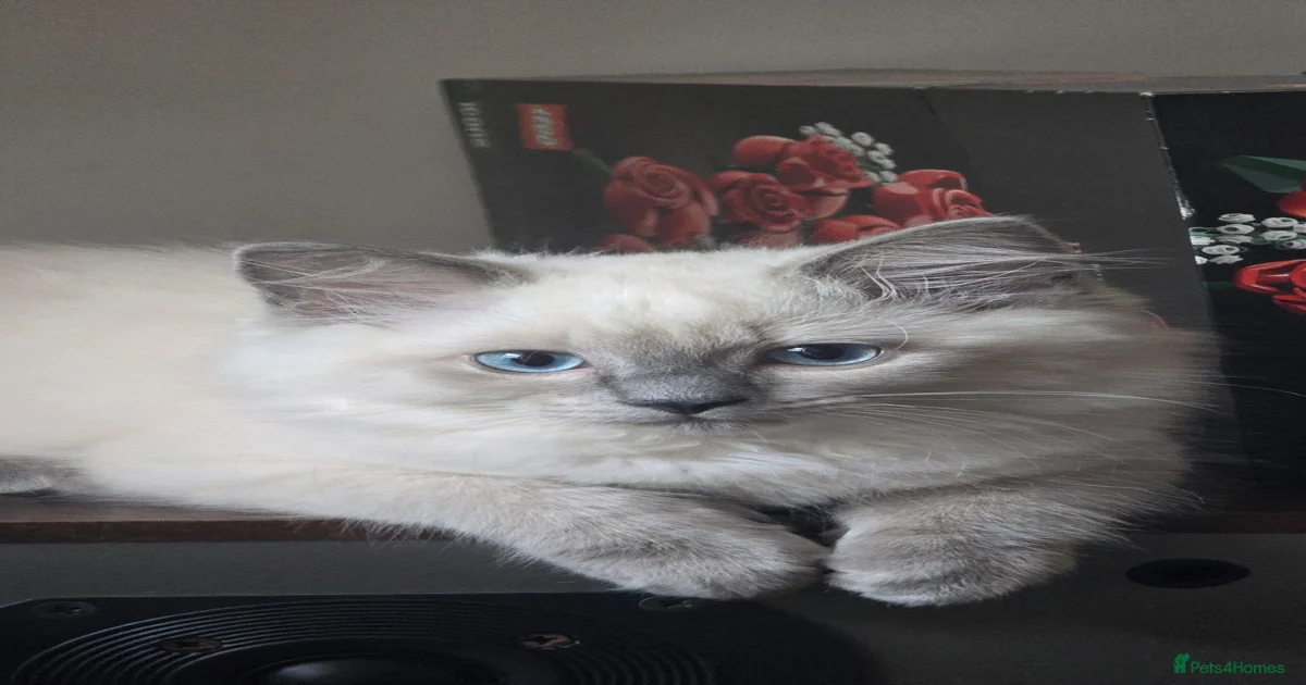 originalImage.jpeg?format=webp&width=1200&height=630&fit=crop