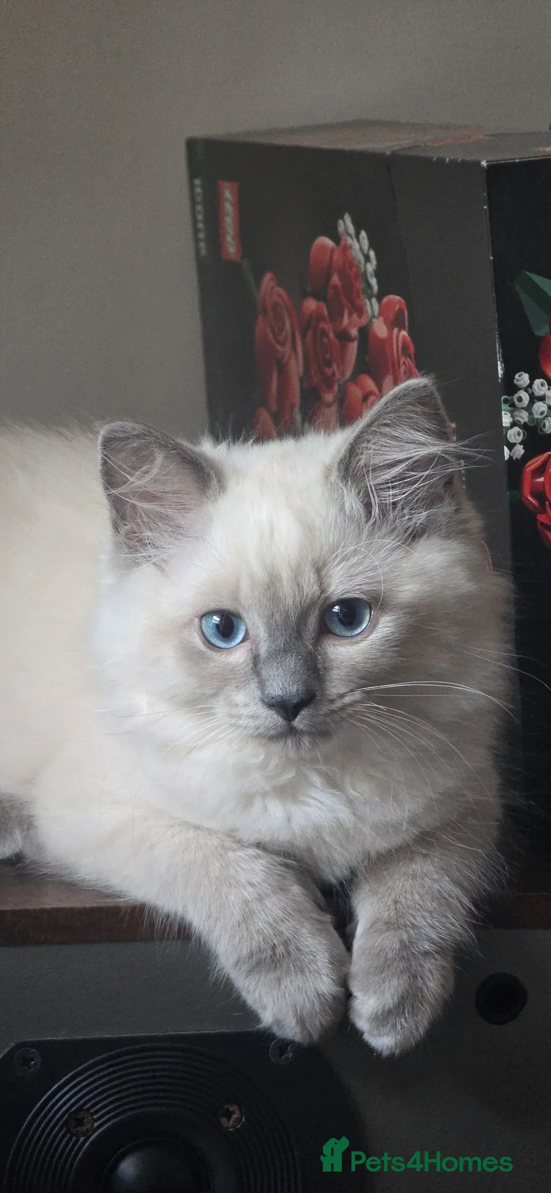 Ragdoll cats for sale: Ragdoll/Siberian mix kittens - Advert 1