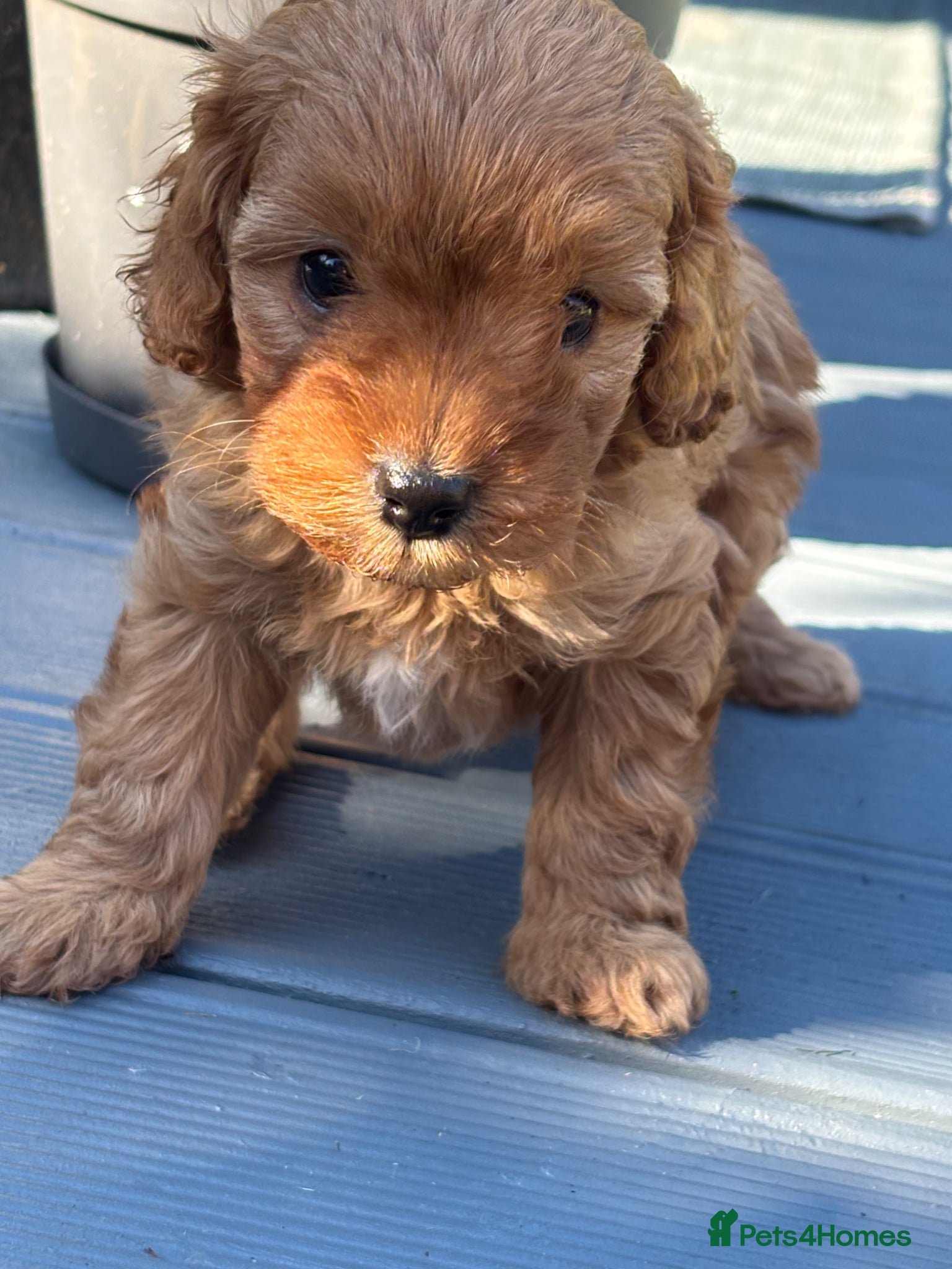 Cavapoo dogs One beautiful boy left  - Advert 7