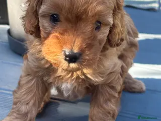 Cavapoo dogs One beautiful boy left - Advert 7