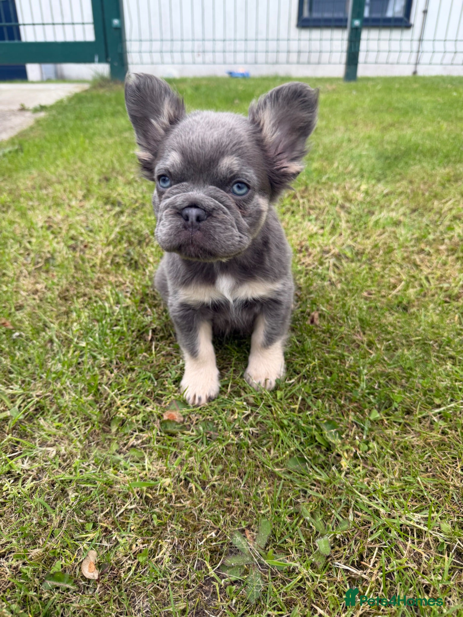 French Bulldog dogs 1 female puppy for sale  - Advert 18