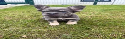 French Bulldog dogs for sale: 1 female puppy for sale  - Advert 1