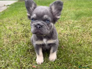 French Bulldog dogs 1 female puppy for sale - Advert 1