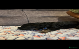 German Shepherd dogs for sale: Kc-registered German shepards puppies for sale - Image 6