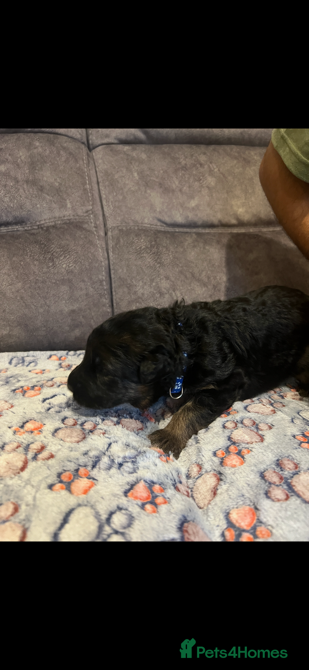 German Shepherd dogs for sale: Kc-registered German shepards puppies for sale - Image 6