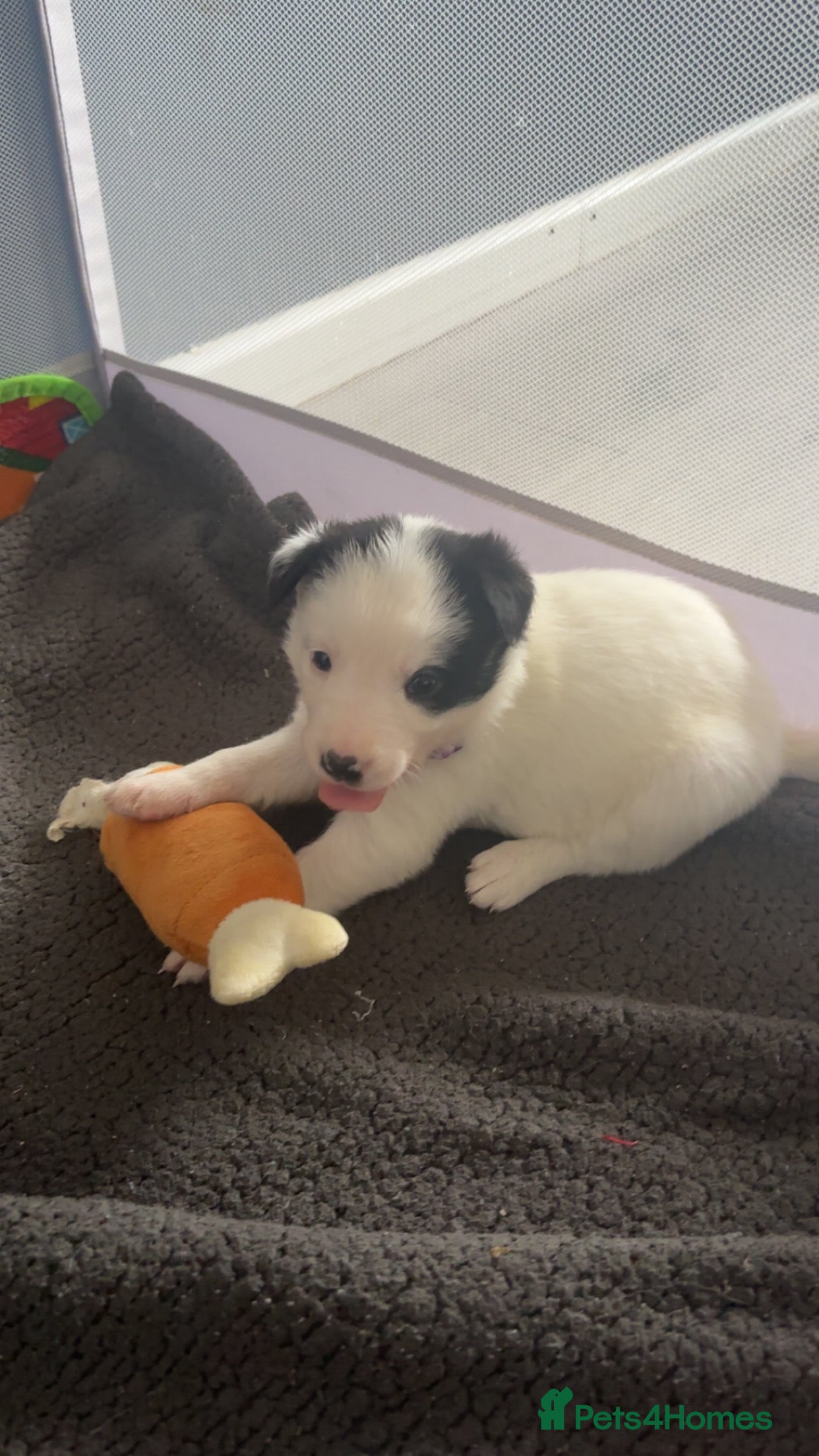 Border Collie dogs Border collie pups - Advert 13