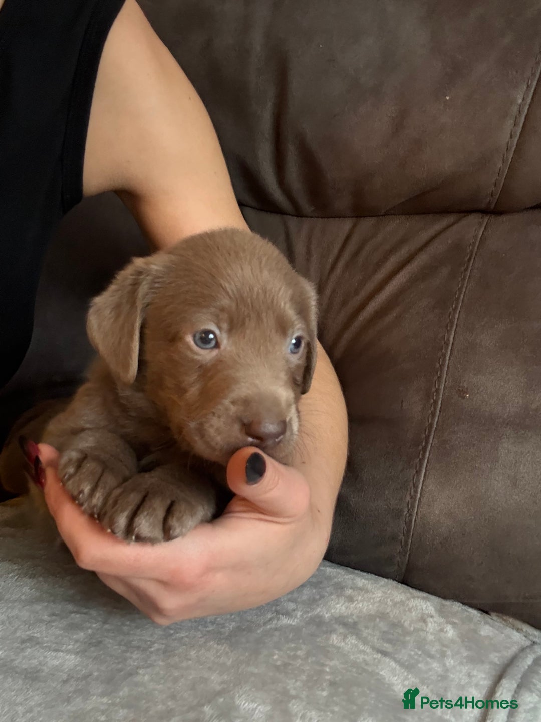 Labrador Retriever dogs for sale: Silver Labrador retriever puppies - Advert 37