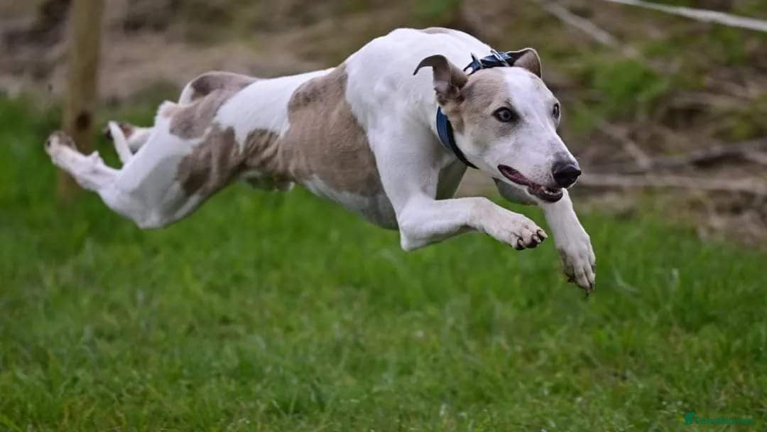 Whippet dogs for stud: Beautiful Whippet Dodger for STUD | Unproven - Image 1