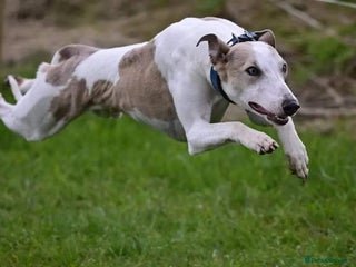 Whippet dogs - Advert 5