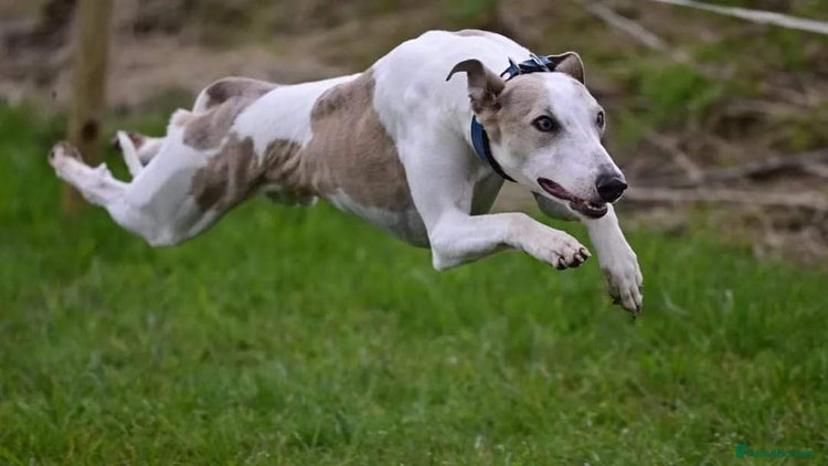 Whippet dogs - Advert 1