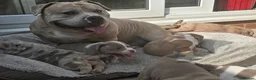 American Bully dogs for sale: Champion ABKC Line Bully Pups - Advert 1