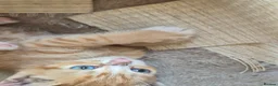 Mixed Breed cats for sale: Adorable Kittens for Sale – 3 Boys, 2 Girls in London - Advert 17