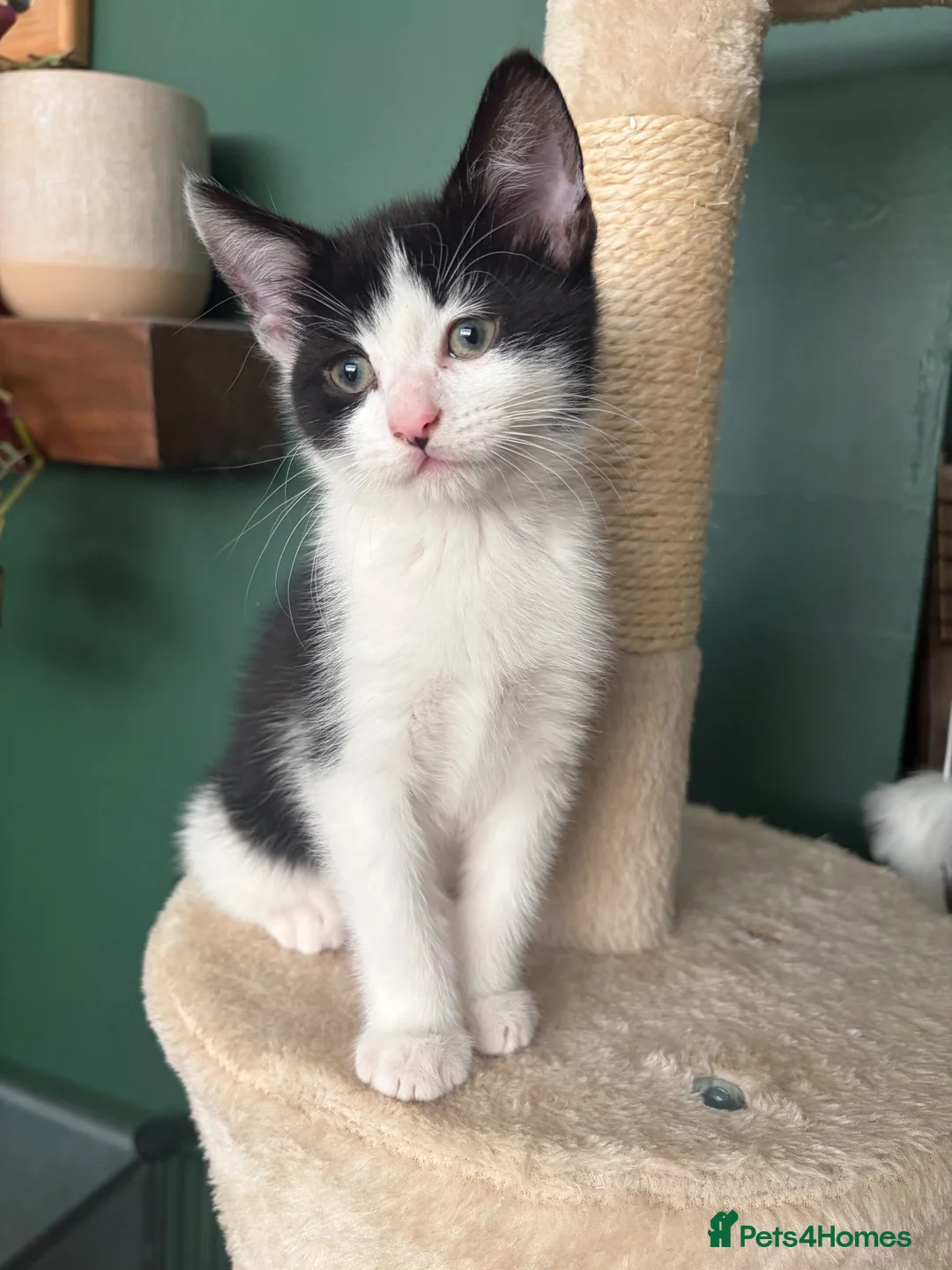 Mixed Breed cats for sale: Our chocolate kitties!!! in Cardiff - Advert 2