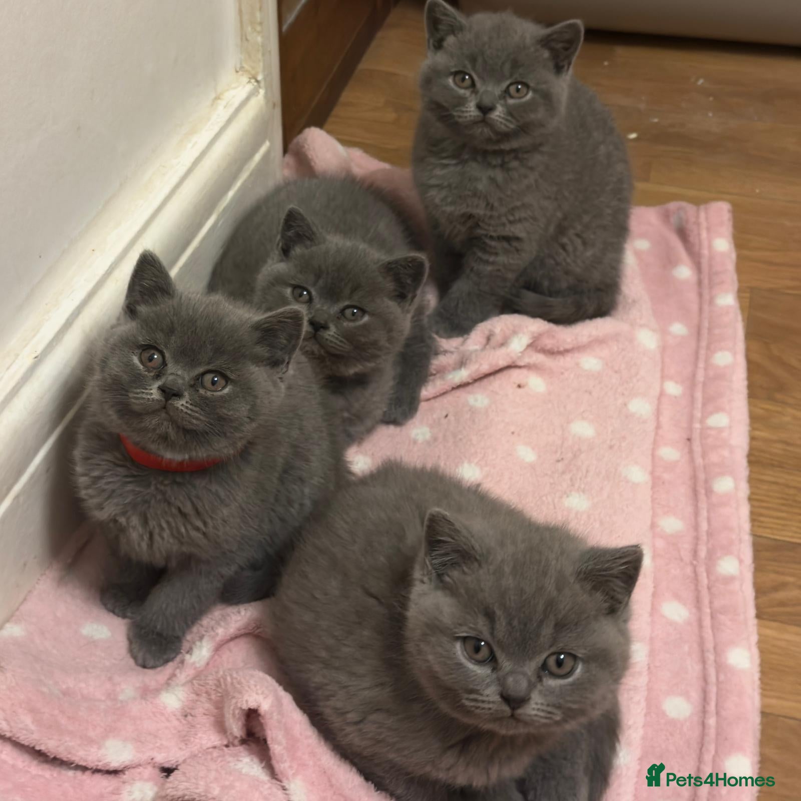 British Shorthair cats Show quality British Short Hair kittens - Advert 16
