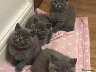 British Shorthair cats Show quality British Short Hair kittens - Advert 16