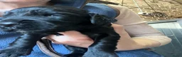 Cocker Spaniel dogs for sale: KC Health Tested Working Cocker Spaniel Puppies - Advert 17