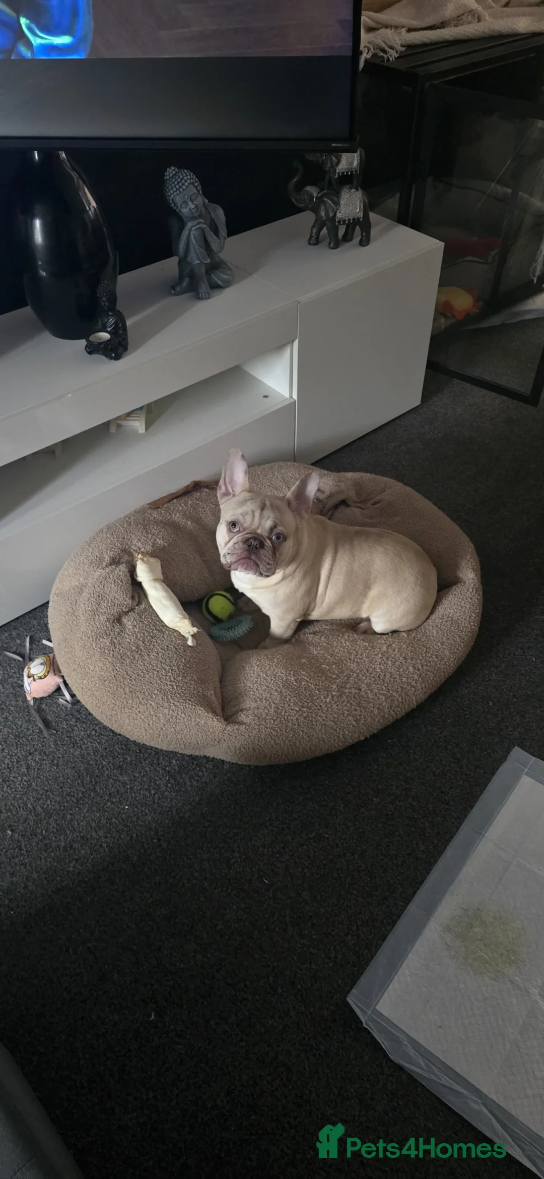 French Bulldog dogs for sale: French Bull dog in Annan - Advert 4