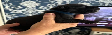 Staffordshire Bull Terrier 1