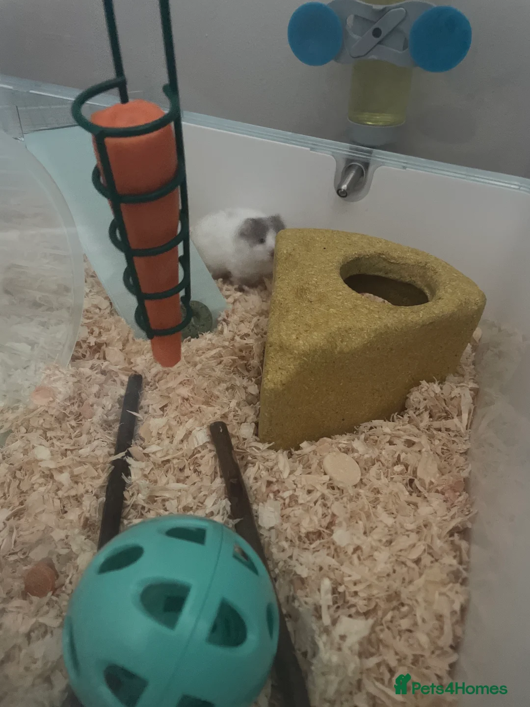 Hamster rodents for sale: Baby hamster and cage  - Advert 3