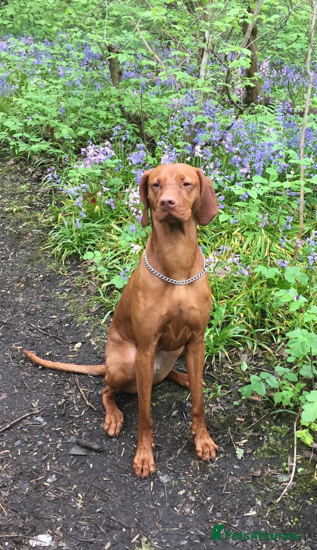 Hungarian Vizsla dogs for sale: Hungarian Vizsla puppies  - Advert 3