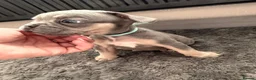 French Bulldog dogs for sale: Beautiful French bulldog pups  - Advert 5