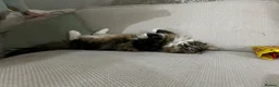 Mixed Breed cats for sale: Mother and Son long-haired cats - Advert 2