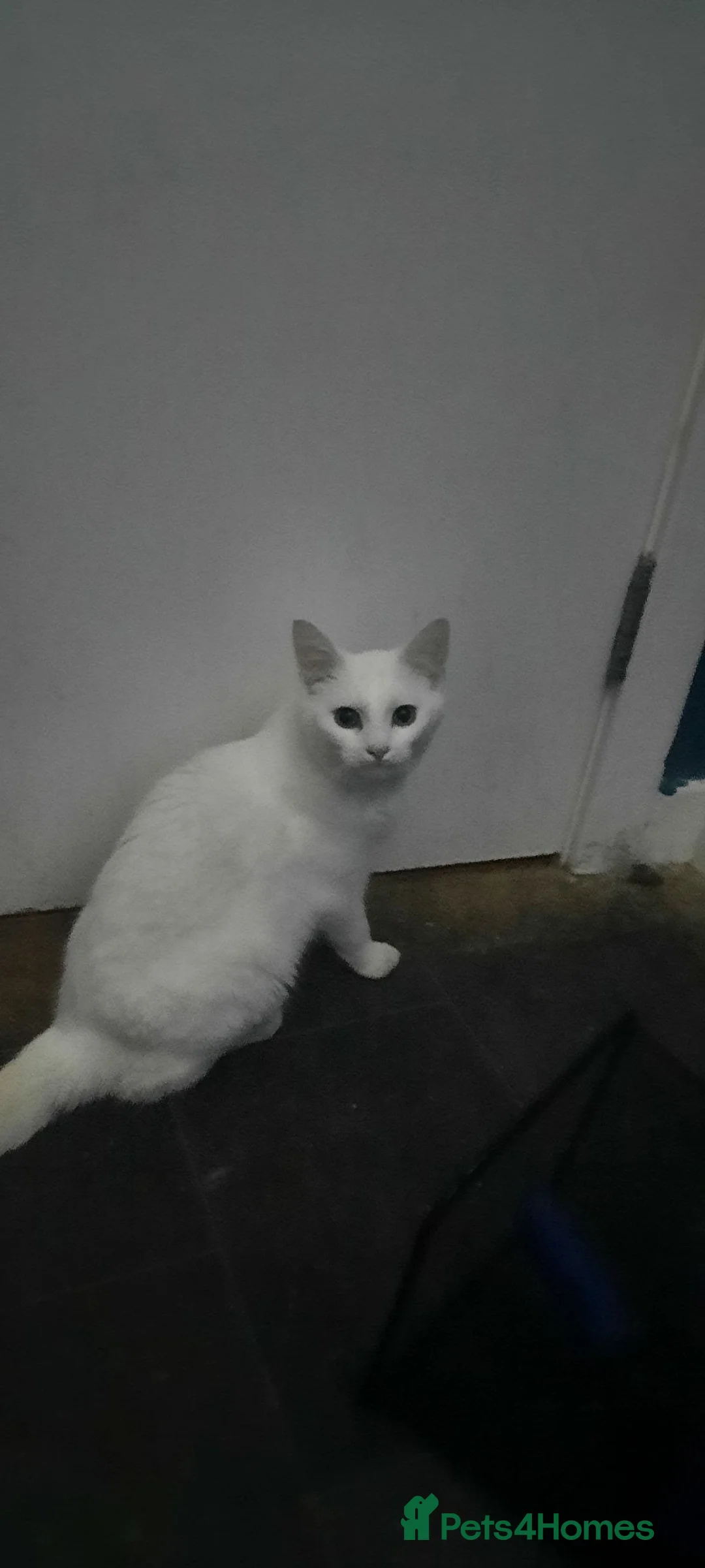 Ragdoll cats for sale: Gorgeous ragdoll cross for sale in Montrose - Advert 2