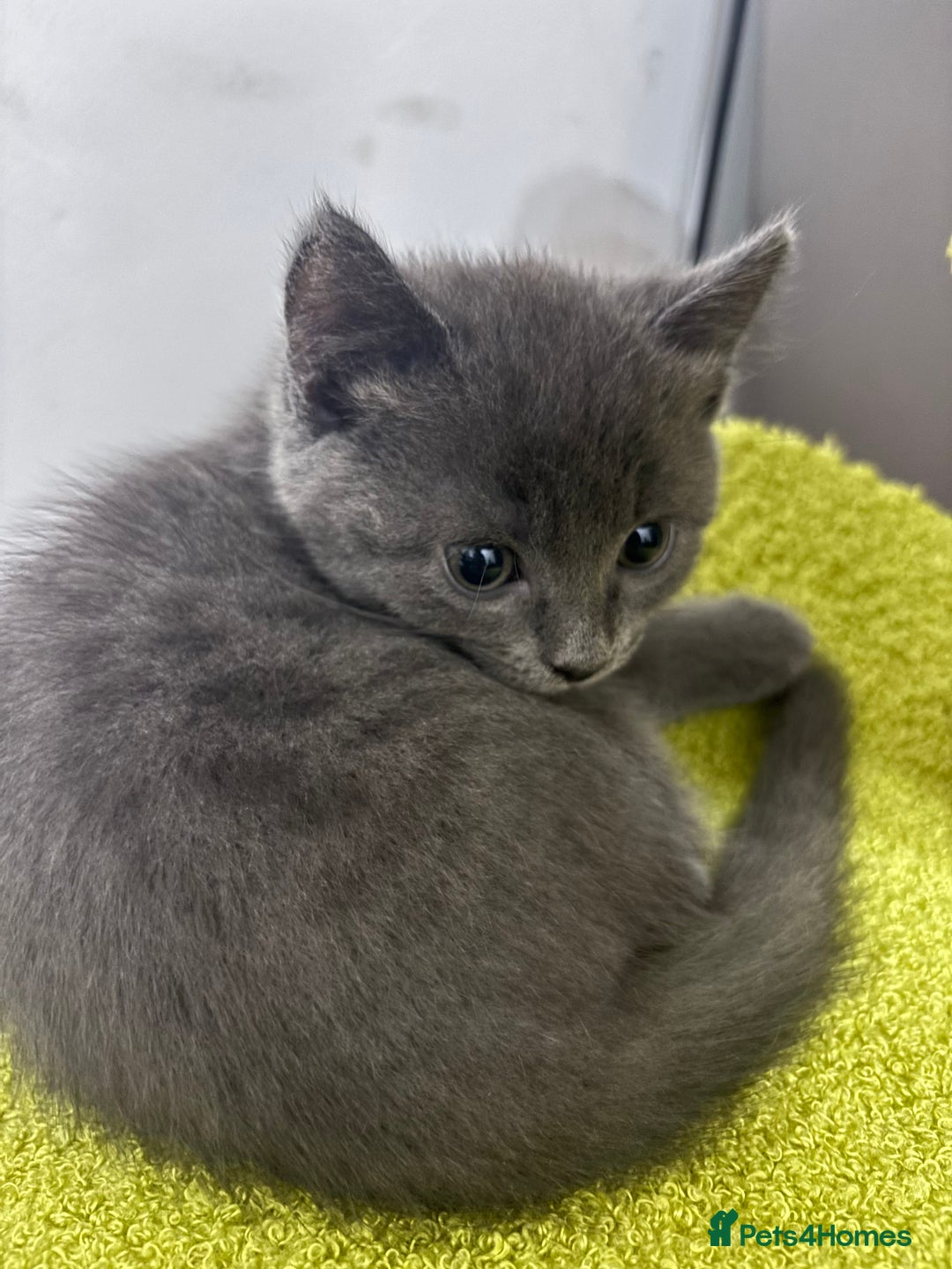 Mixed Breed cats for sale: Stunning Solid Blue/Grey Kitten-Rare Chunky Build - Advert 6