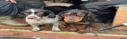 Sprocker dogs for sale: Sprocker boy  - Advert 5