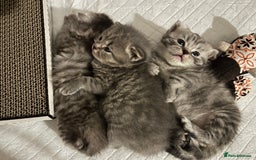 Scottish Fold cats for sale: Adorable rare silver tabby/lilac tabby kittens 🐾 - Image 15