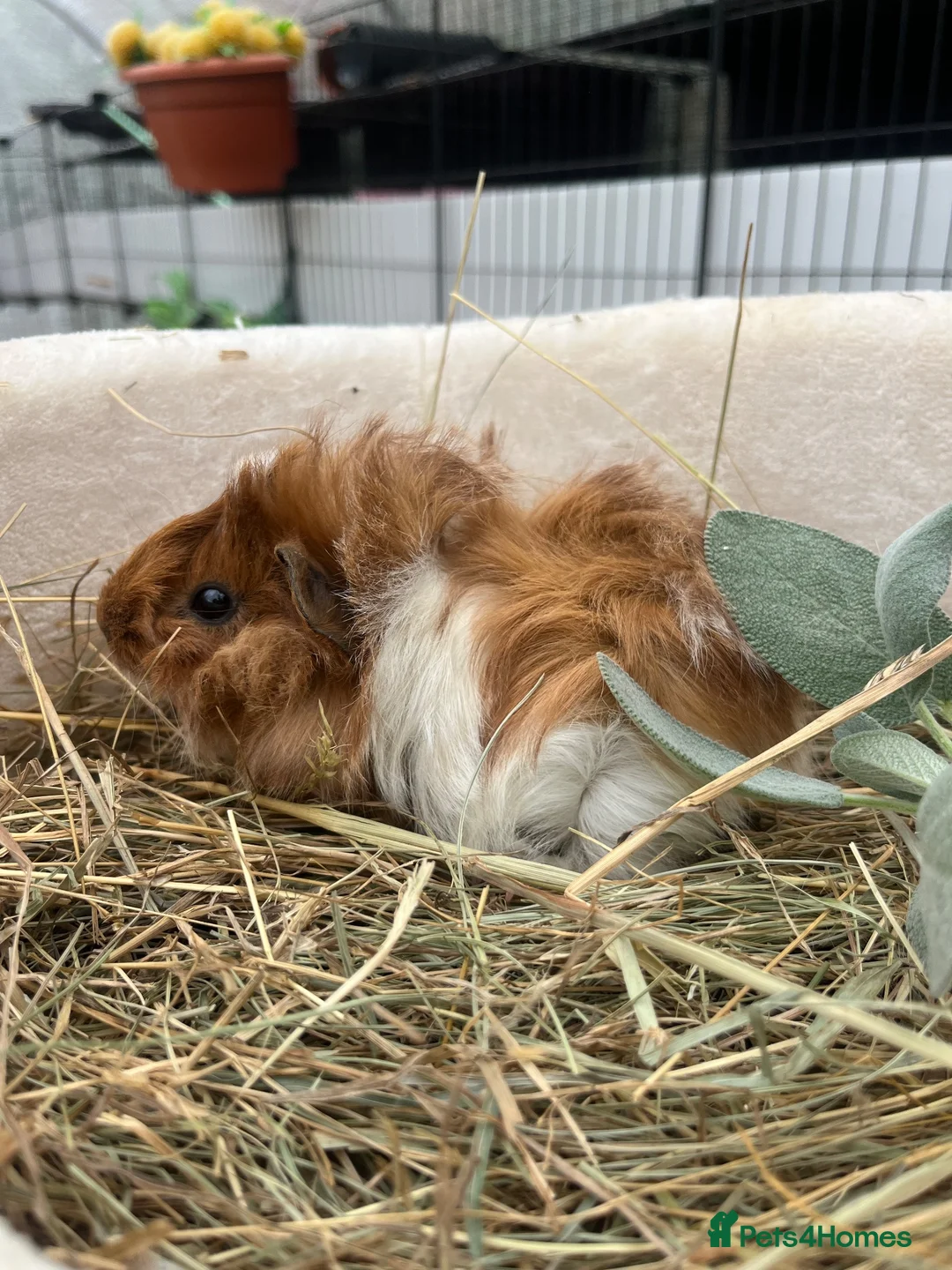 Guinea Pig rodents for sale: Guinea Pigs  - Advert 1