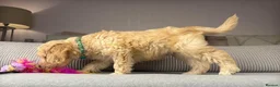 Goldendoodle dogs for sale: BEAUTIFUL HEALTHY LOVING PUPPIES  - Advert 27
