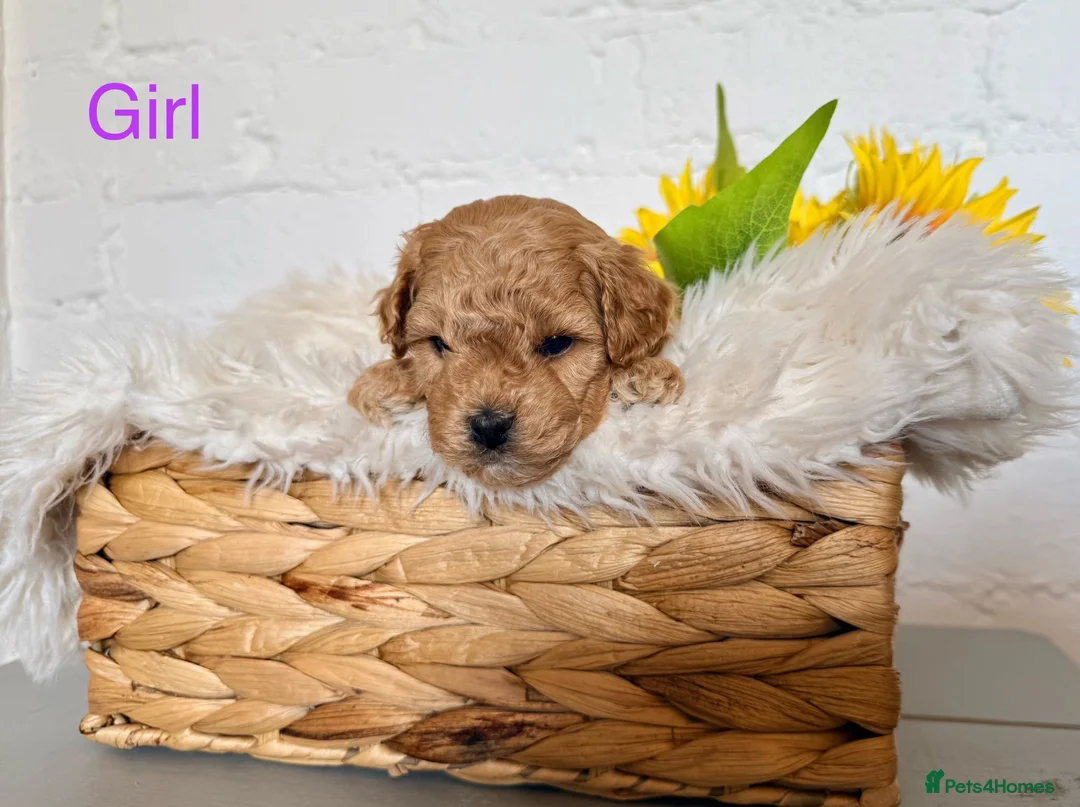 Lhasapoo dogs for sale: Lhasapoo pups (doodles) F1b  - Advert 7
