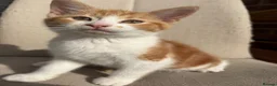 Mixed Breed cats for sale: Gorgeous ginger kittens - Advert 7