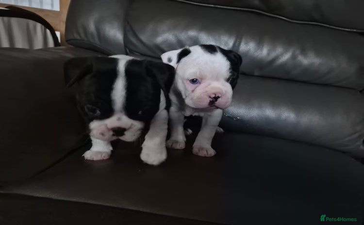 Boston Terrier dogs - Advert 2