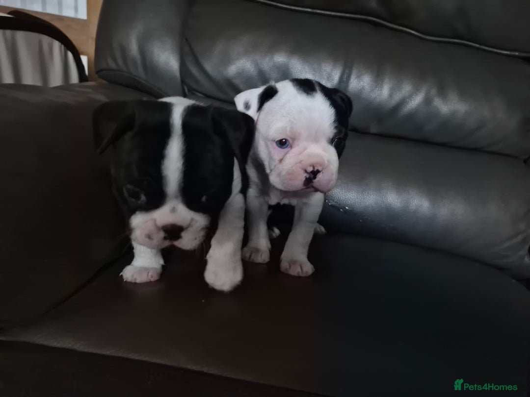 Boston Terrier dogs for sale: BOSTON TERRIER PUPPIES - Image 1