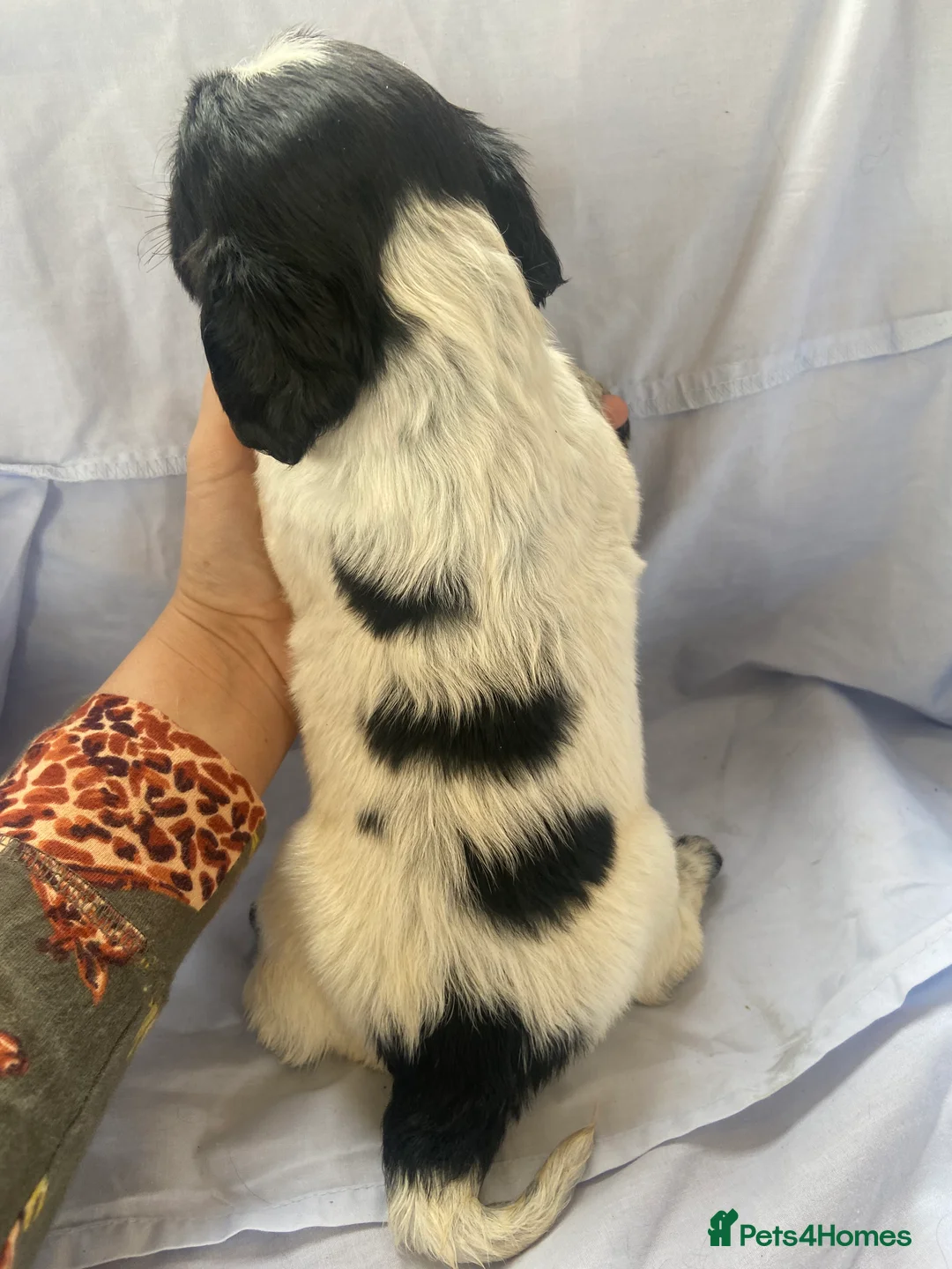 Cocker Spaniel dogs for sale: Working type Cocker Spaniel Puppies 🐶🐾  - Advert 3