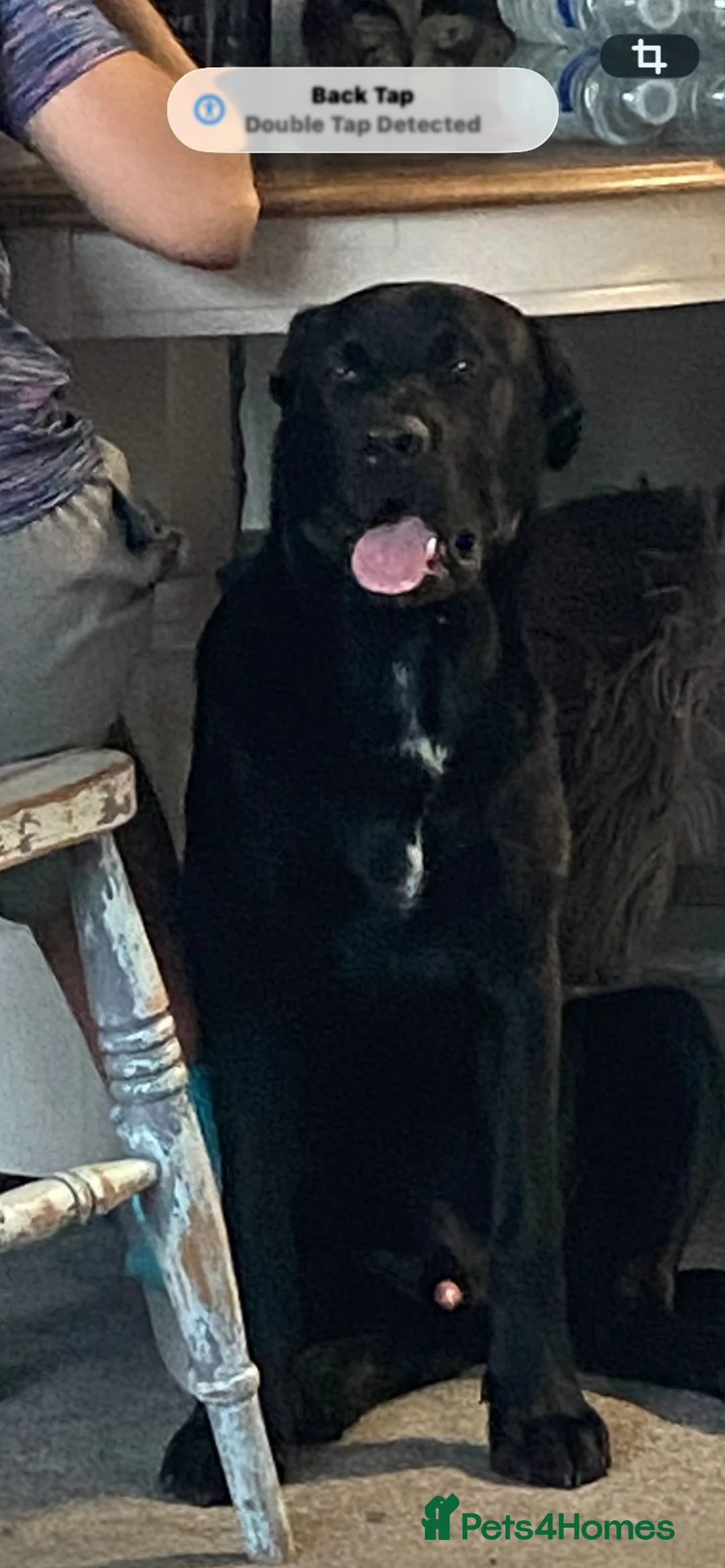 Mixed Breed dogs for sale: Shepard x rottweiler 6 months old  in Brighton - Advert 2