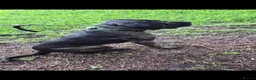 Cane Corso dogs for sale: Cane Corso Bandog Mastiff For Sale  - Advert 2