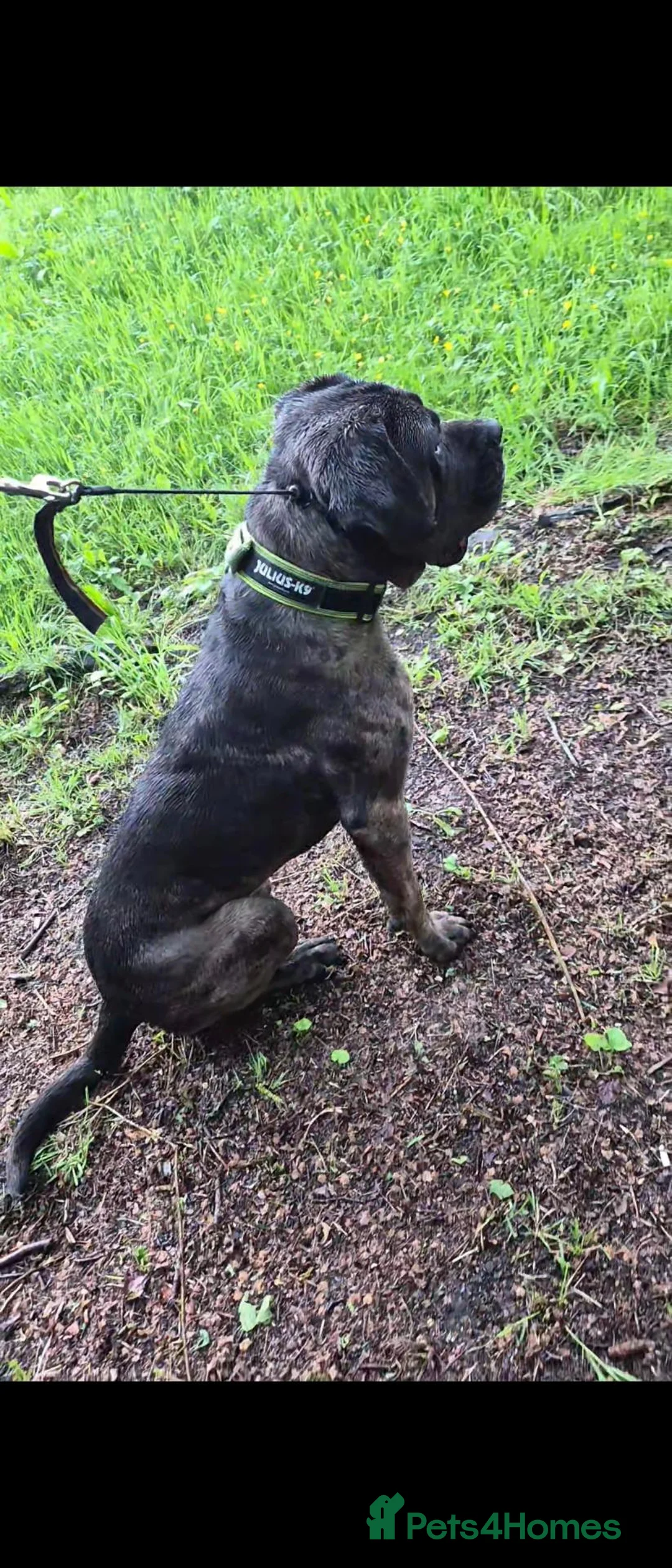Cane Corso dogs for sale: Cane Corso Bandog Mastiff For Sale  - Advert 2