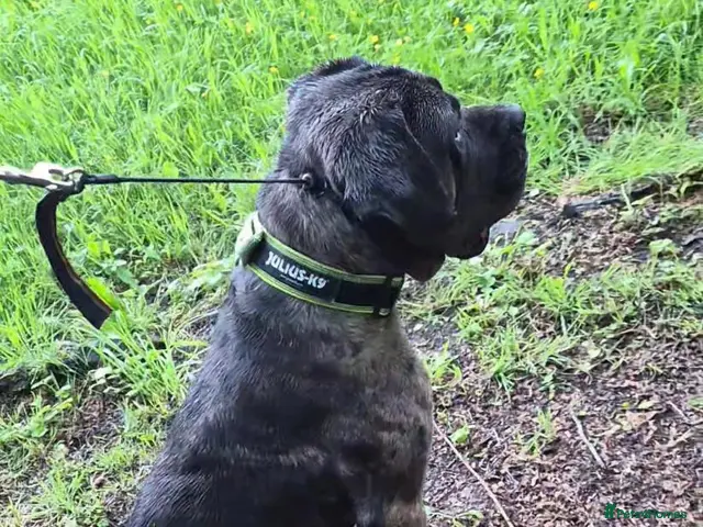 Cane Corso dogs for sale: Cane Corso Bandog Mastiff For Sale - Advert 2