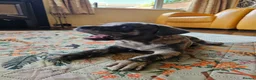 Mixed Breed dogs for sale: Cane Corso x Performance Mastiff  - Advert 3