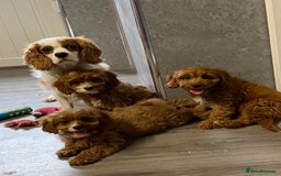 Cavapoo dogs for sale: Outstanding litter of deep red cavapoos - Image 3